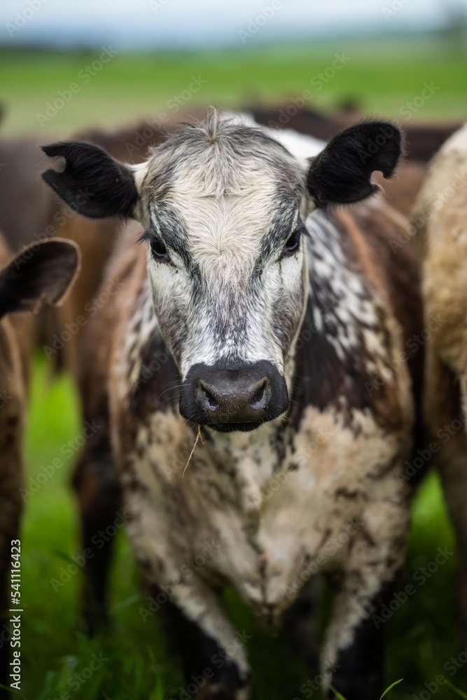 cows and cattle eating grass on a farm. grass fed beef grazing on pasture