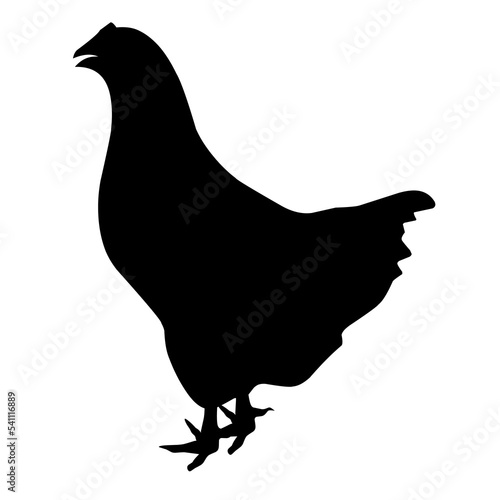 Silhouette of a chicken on a white background. Chicken is black. Great for poultry farm logo