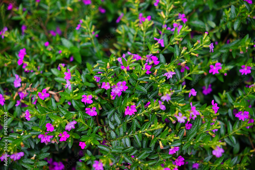 Background of purple ornamental Mexican Heather shrub