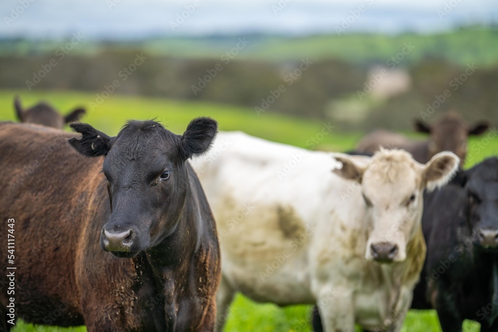meat production on a organic ranch and cows eating grass meat production on a organic ranch and cows eating grass