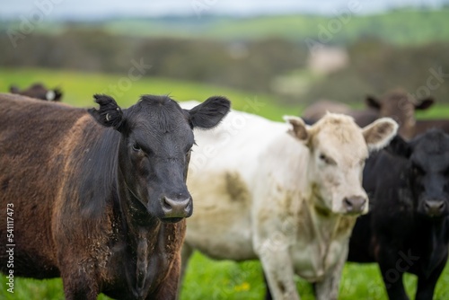 Herefords and Angus cattle grazing on pasture. Cows in a field on top of a hill eating grass, farmed organic and regenerative produced