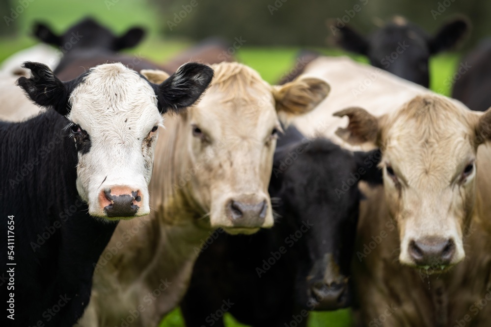 agriculture technology sustainable organic food production on a cattle beef farm in america