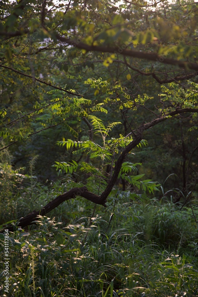 forest in the morning forest in the morning
