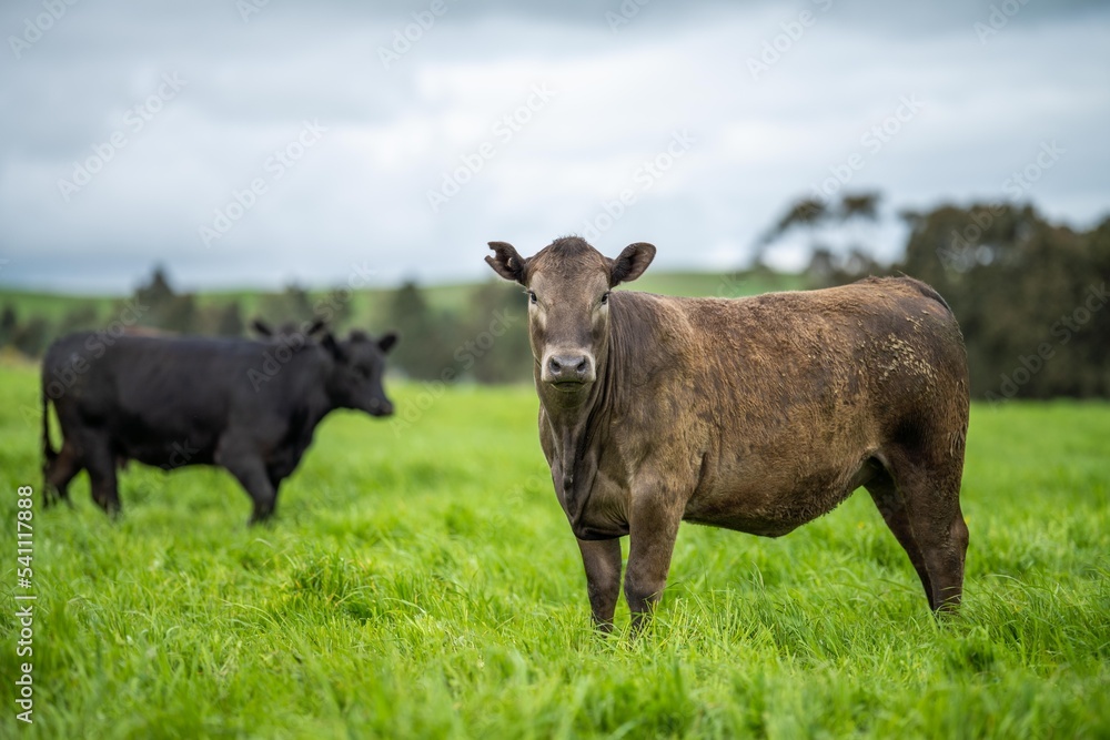Herefords and Angus cattle grazing on pasture. Cows in a field on top of a hill eating grass, farmed organic and regenerative produced Herefords and Angus cattle grazing on pasture. Cows in a field on top of a hill eating grass, farmed organic and regenerative produced