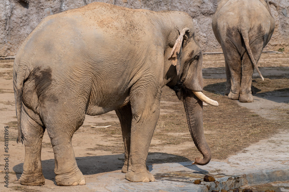 Fototapeta premium Two large African Elephants (Loxodonta africana) walking on the rocky ground