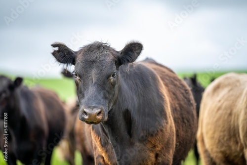 Close up of  dairy cows in the field, Angus and Murray Grey beef Cattle eating long pasture in spring and summer. © Phoebe