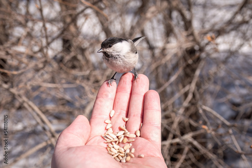 A willow tit sits on hand and eats seeds. Hungry bird willow tit eating seeds from a hand in winter or autumn