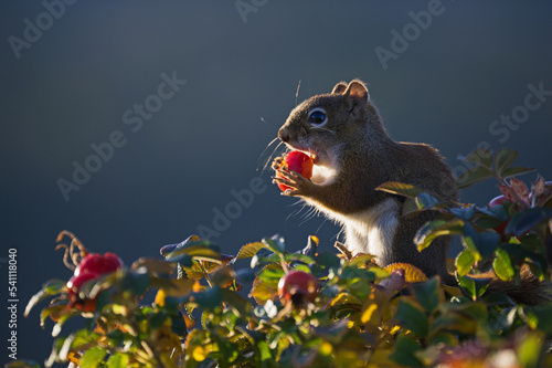 L'écureuil et son fruit photo