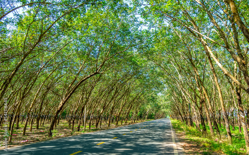 Naklejka premium The asphalt road through the rubber plantation in the suburbs of Tay Ninh, Vietnam