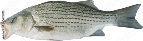 American Striped Bass colored clip art