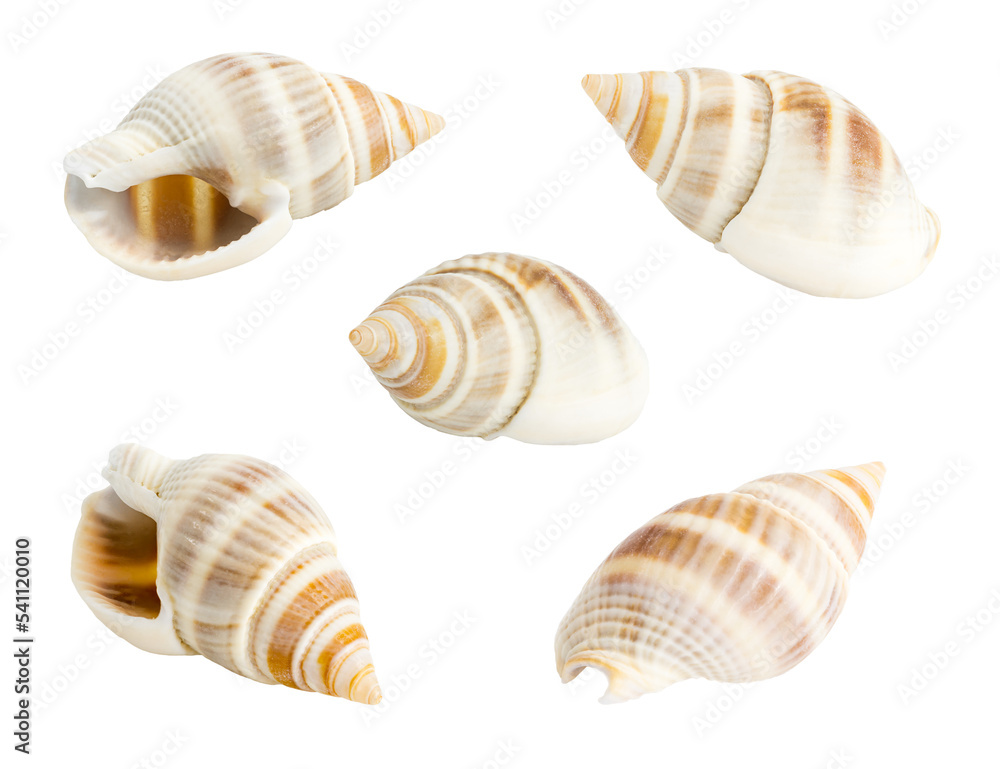 Conch shell isolated on white background Conch shell isolated on white background