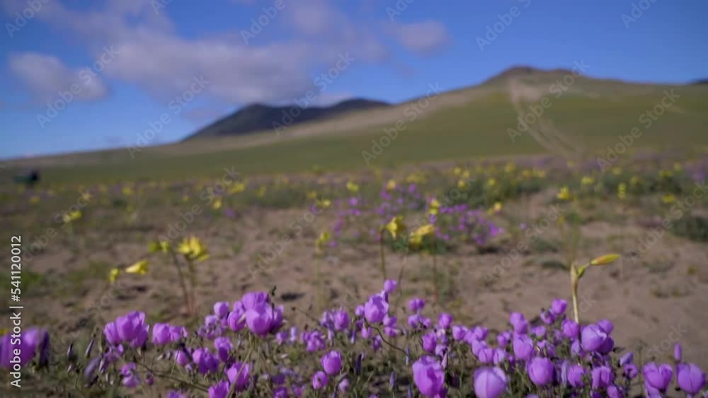 beautiful flowery desert with yellow Añañucas and purple Pata de Guanaco flowers in the Atacama region