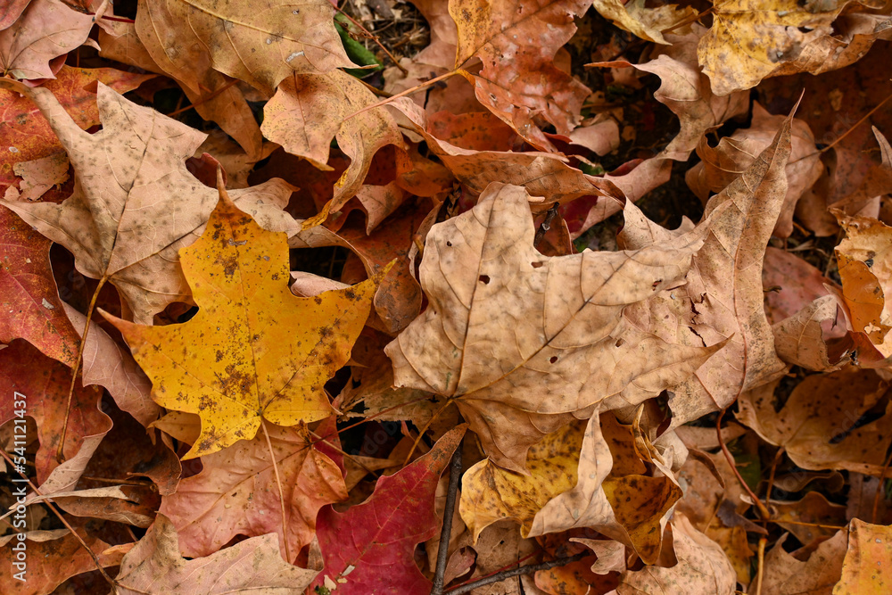 Detail of orange maple leaves in the autumn Detail of orange maple leaves in the autumn