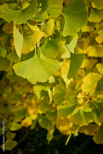 The fan-shaped leaves of the Ginkgo biloba, or Ginkgo tree, in the fall