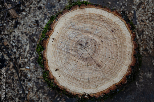 Wooden stump. Wood texture. Sawn tree with annual rings.