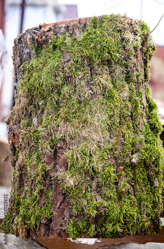 Old tree close-up with bark overgrown with moss.