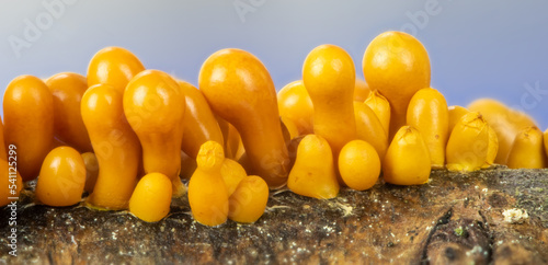 extreme closeup of a slime mold, Leocarpus fragilis