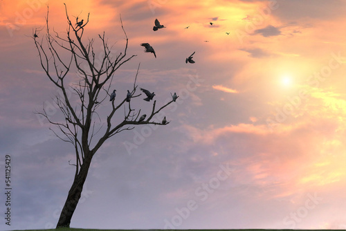 Photograph of a flock of pigeons perched on a leafless tree against a cloudy background against the sun.