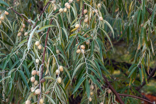 Natural background of Elaeagnus angustifolia (commonly called Russian olive, silverberry, oleaster, Persian olive, or wild olive) branches with green fruits.