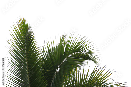 coconut or plam tree branch isolated with white background and with clipping path.