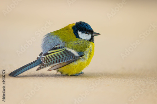 Titmouse bird sitting on the terrace floor