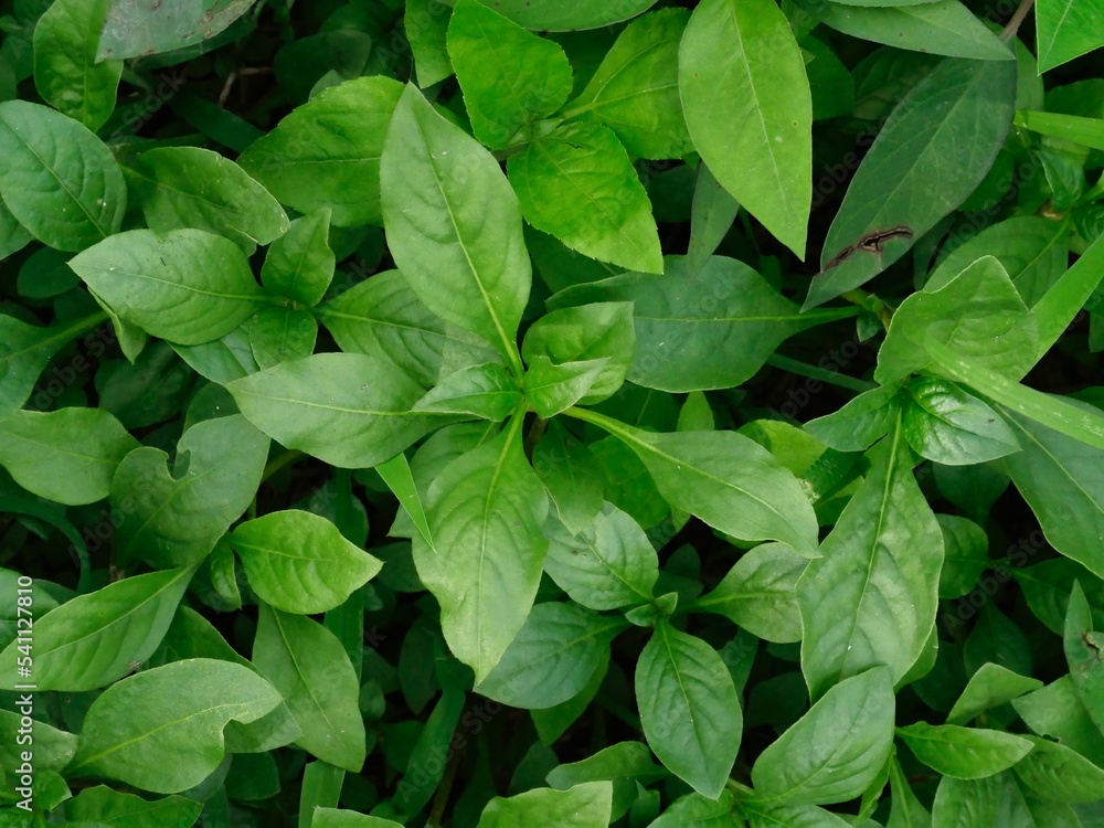 tropical natural plant background lush green leaves tropical natural plant background lush green leaves