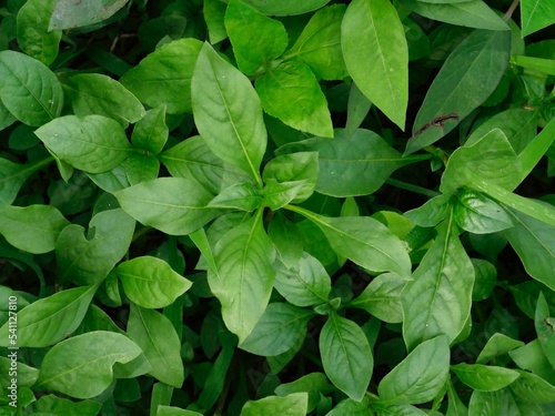 Wallpaper Mural tropical natural plant background lush green leaves Torontodigital.ca