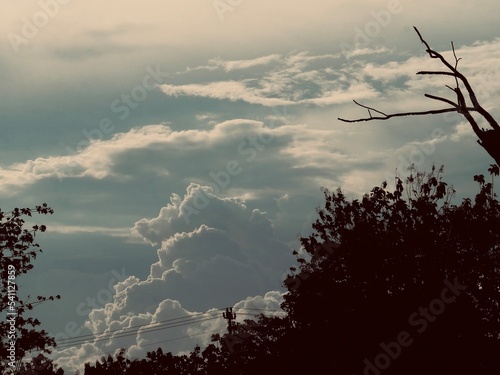 tree branch silhouette against blue sky and overcast clouds