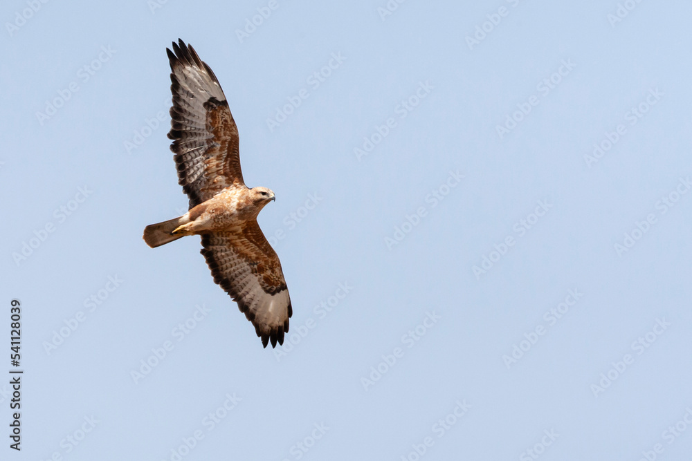 Steppebuizerd, Steppe Buzzard, Buteo buteo vulpinus Steppebuizerd, Steppe Buzzard, Buteo buteo vulpinus
