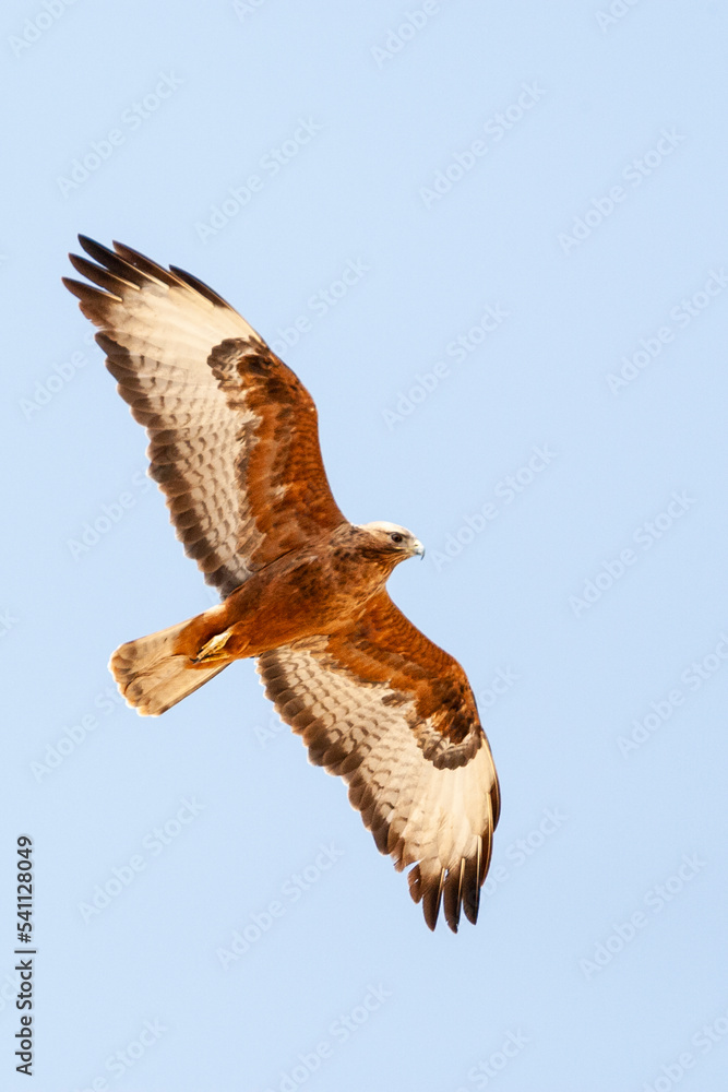 Obraz premium Steppebuizerd, Steppe Buzzard, Buteo buteo vulpinus