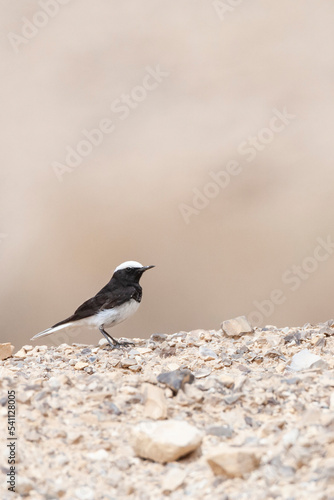 Monnikstapuit, Hooded Wheatear, Oenanthe monacha