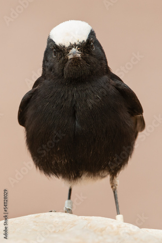 Witkruintapuit, White-crowned Wheatear, Oenanthe leucopyga photo