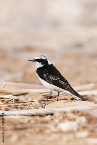 Vitatta Bonte Tapuit, Vittata Pied Wheatear, Oenanthe pleschanka vittata