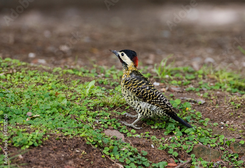 Groenbandgrondspecht, Green-barred Woodpecker, Colaptes melanochloros photo