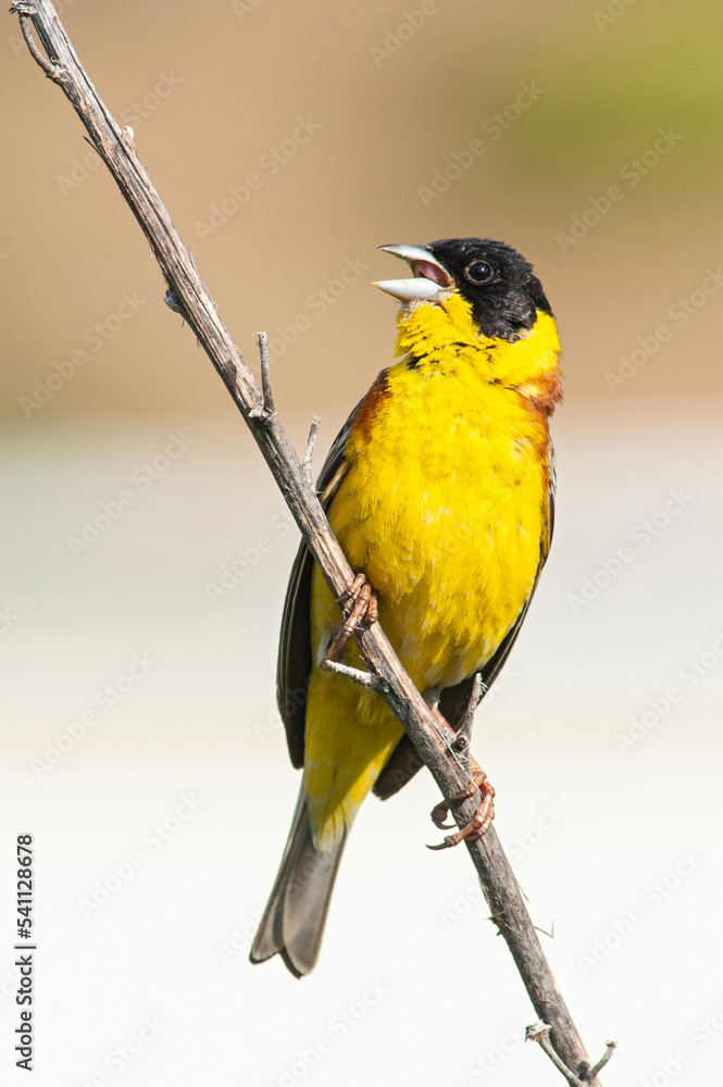 Obraz premium Black-headed Bunting, Emberiza melanocephala