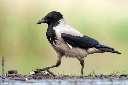 Bonte Kraai, Hooded Crow, Corvus cornix photo