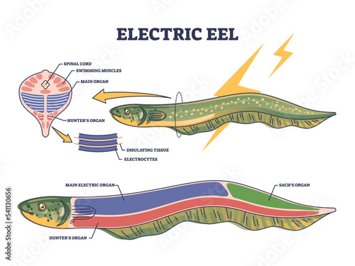 Electric eel anatomy as fish structure with inner organs outline diagram. Labeled educational biological scheme with swimming muscles, insulating tissues and electrocytes location vector illustration.