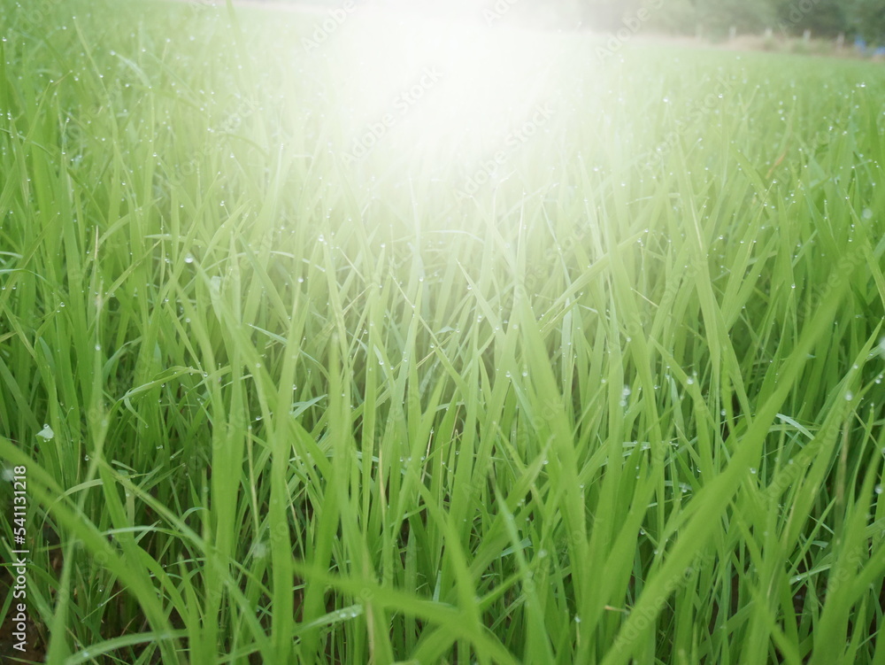 green grass in the morning green grass in the morning