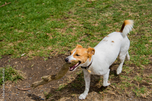 Cute little happy Jack Russell Terrier puppy dog carries a large branch in the mouth on grass ground