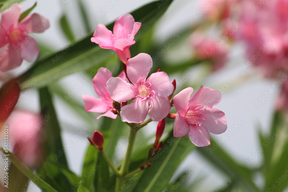 Fototapeta premium fresh and cute pink magnolia flowers in spring