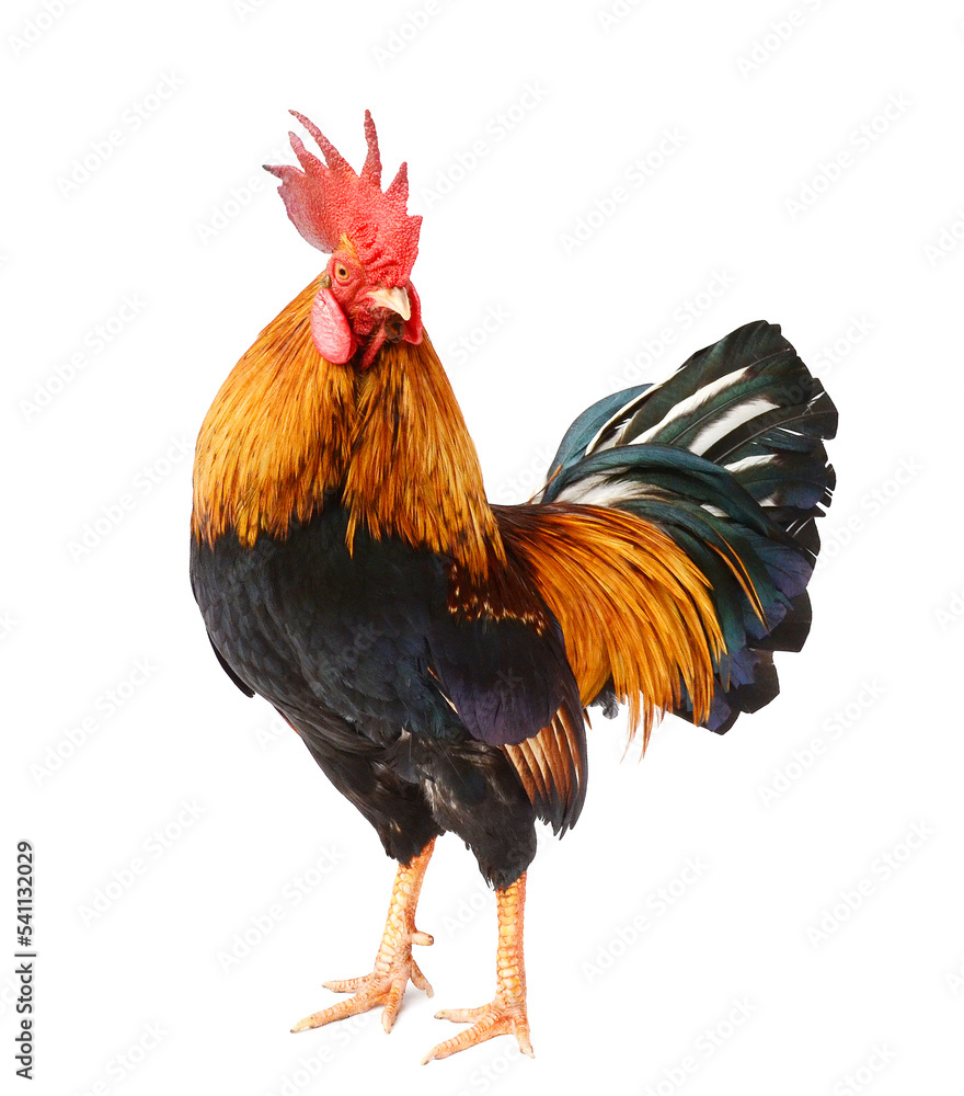 Nice Looking Roster Good Looking Thai Rooster