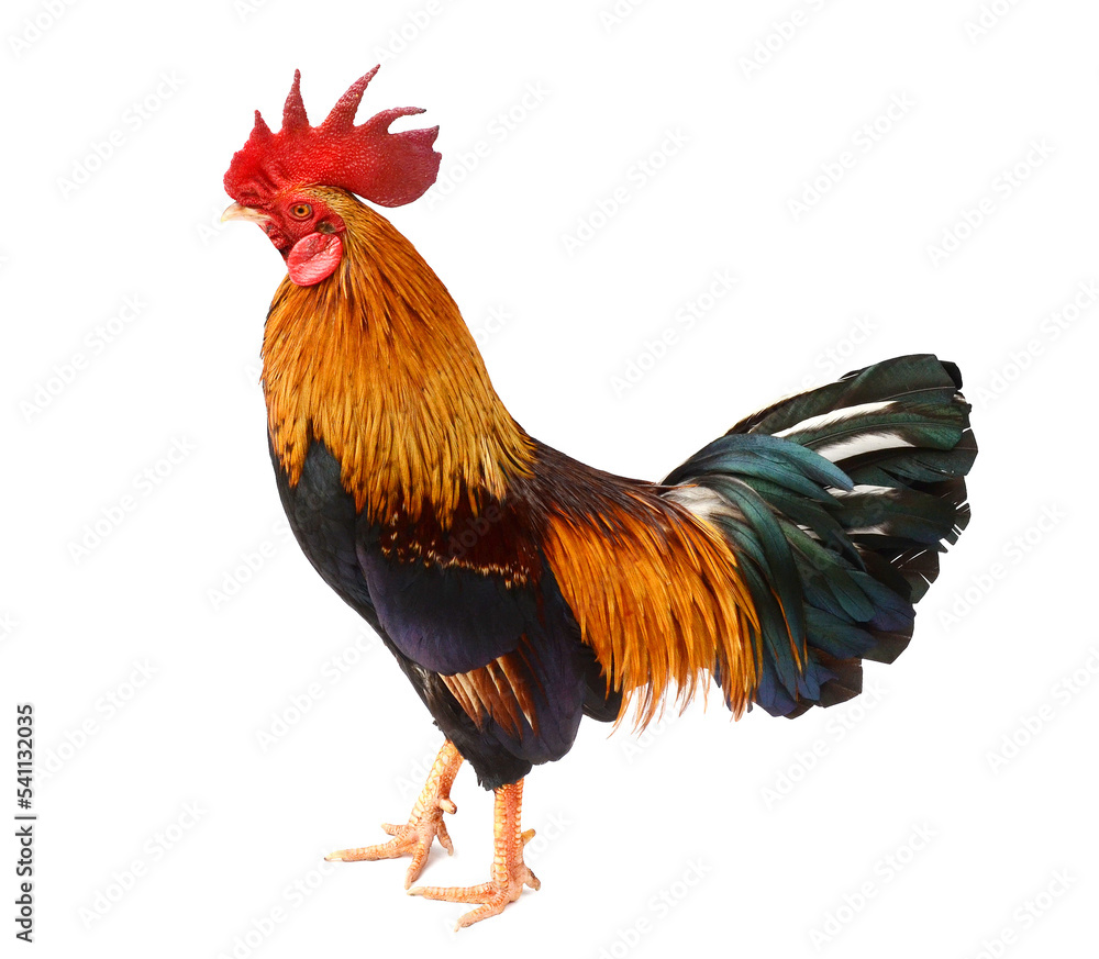 Fototapeta premium Beautiful rooster