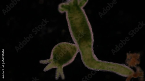 Hydra is a genus of small, fresh-water animals of the phylum Cnidaria and class Hydrozoa under the microscope for education.