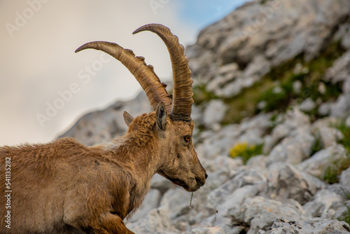 Alpine ibex picture taken in Julian alps  Slovenia 