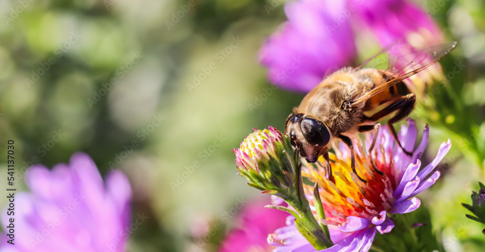 Worker bee on pink aster flowers in autumn garden Worker bee on pink aster flowers in autumn garden