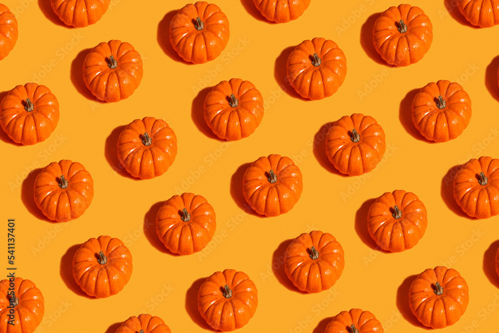 From above view of ripe orange pumpkins placed in rows on blue wooden background From above view of ripe orange pumpkins placed in rows on blue wooden background