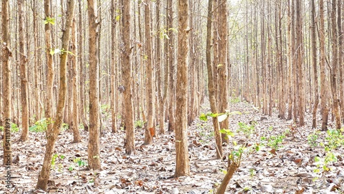 Fotografie Teak forest in the dry season and blue sky