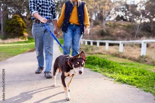 Low angle view of kelpie puppy dog on leash going for a walk with owners