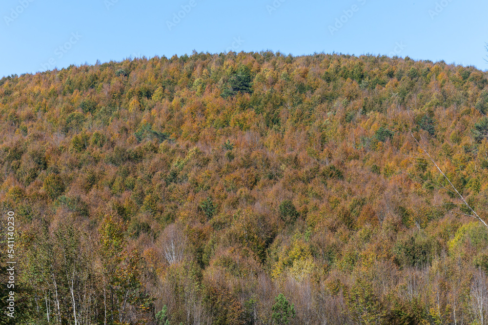 A scene from a splendid autumn day.. Autumn forest. Autumn mountain landscape - yellowed and reddened autumn trees combined with green. Colorful autumn landscape scene in Turkey. A scene from a splendid autumn day.. Autumn forest. Autumn mountain landscape - yellowed and reddened autumn trees combined with green. Colorful autumn landscape scene in Turkey.