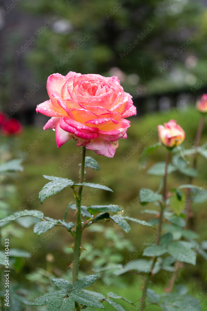 雨滴を纏った薔薇 雨滴を纏った薔薇